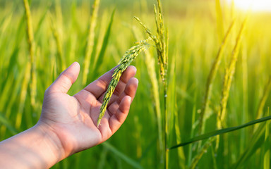 The farmer's hand touches the rice fields in warm sunlight. The concept of growing non-toxic plants.