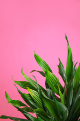 Tropical leaves on pink background, space for text. Stylish interior element