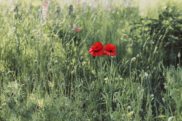 two poppy flowers in the field