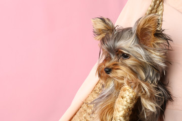 Adorable Yorkshire terrier in wicker bag on pink background, space for text. Cute dog