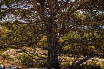 Obraz premium Puig des Caragol Sierra de Trmunatan, Mallorca