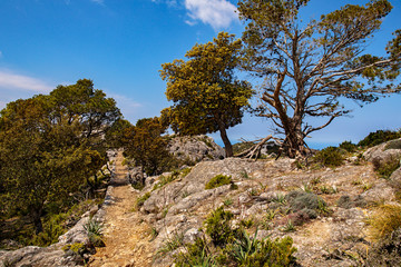 Fototapeta na wymiar Puig des Caragol Sierra de Trmunatan, Mallorca