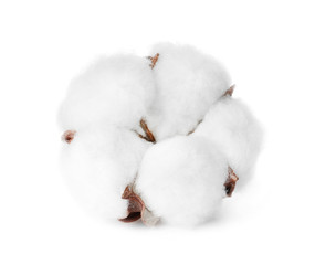 Beautiful fluffy cotton flower on white background