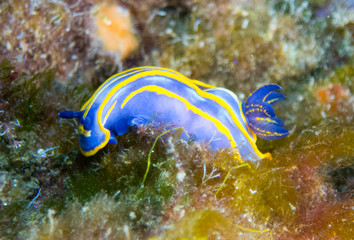 Nudibranchs in their habitat