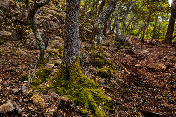 Puig des Caragol Sierra de Trmunatan, Mallorca