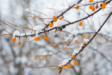 frozen sea buckthorn berries on a branch outdoors in winter
