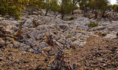 Puig des Caragol Sierra de Trmunatan, Mallorca