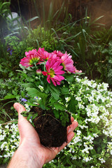 woman's hand planting autumn flowers in the garden
