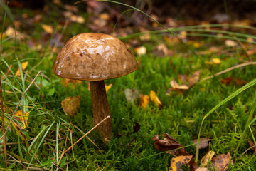 Large mushroom fungus in the mossy forest.