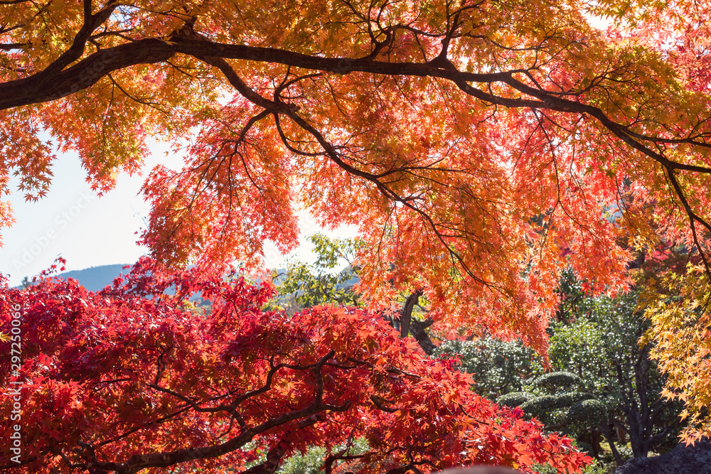Wall mural autumn japanese maple tree background　紅葉したもみじの背景
