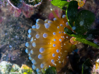 Nudibranchs in their habitat