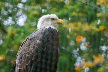 Portrait of a bald eagle (lat. haliaeetus leucocephalus)