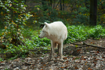 White polar wolf in the forest