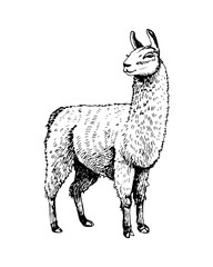Sketch black and white with the image of a llama © ilyukolga