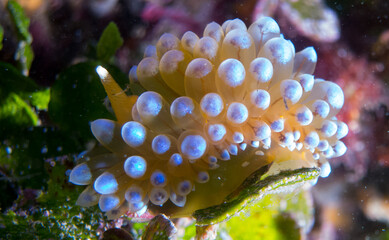 Nudibranchs in their habitat