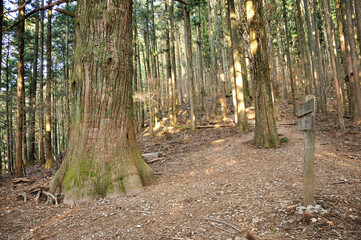 武甲山の表参道の森