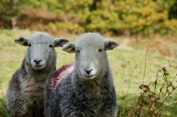 Fototapeta premium Sheep in the Countryside 