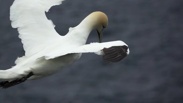 Morus bassanus flying gray ocean in super slow-mo