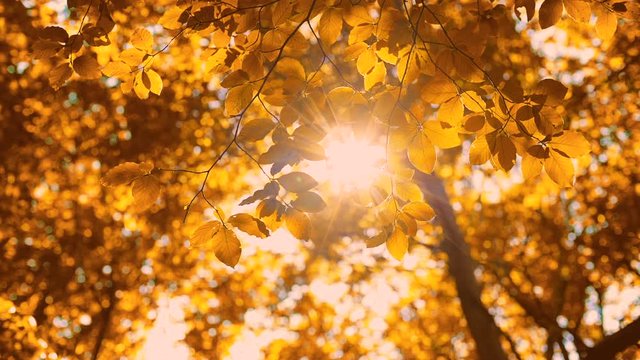 Leaves on autumn trees as colorful blur background. Fall in the park.