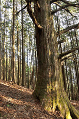 武甲山の表参道の森
