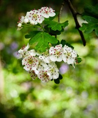 Hawthorn Blossom