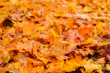 Background from autumn maple leaves. Autumn concept.
