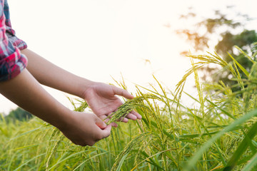 Female hands checking rice in the field.