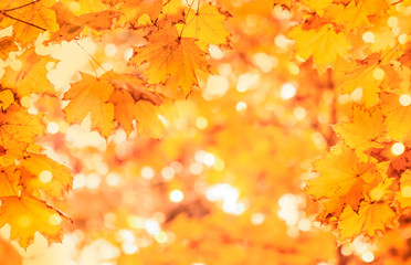 Naklejka na ściany i meble Autumn orange leaves over blurred sky, autumn nature background with bokeh