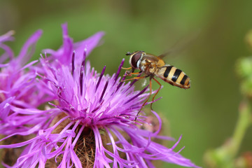 Hoverfly sits on the flower of cornflower, lat. Centaurea. 