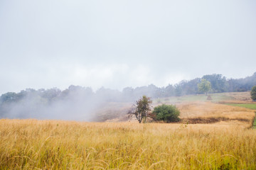 Rural fields landscape