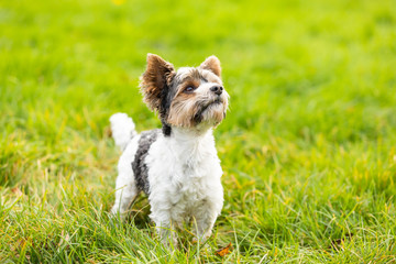 yorkshire terrier outdoor in a park