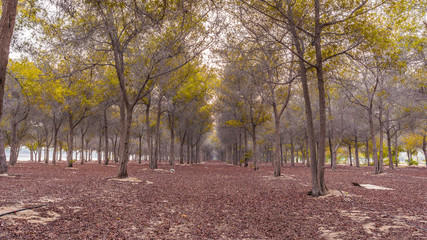 Naklejka premium autumn in the park in abu dhabi