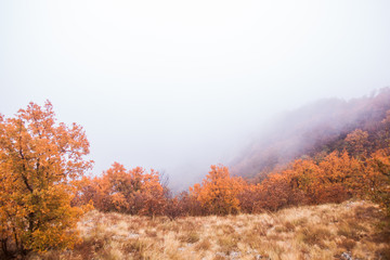 Fototapeta premium picturesque natural landscape Danube river Serbia