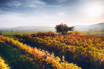Autumn in the vineyards. Colorful leaves and tree during sunset.