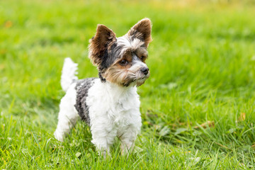 yorkshire terrier outdoor in a park