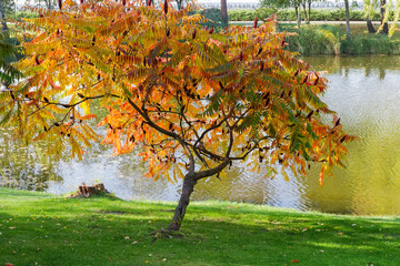Small tree of the Rhus typhina with autumn leaves