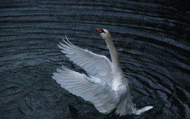 Fototapeta premium white swan stands on the water spreading its wings on a rainy day
