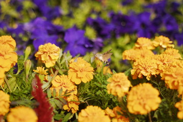A Hummingbird Hawk-moth is sucking the honey of marigold flowers by its long mouth