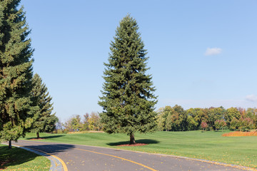 Local asphalt road with spruces standing separately on both roadsides