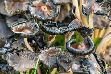 Black mushroom, collapsed by time