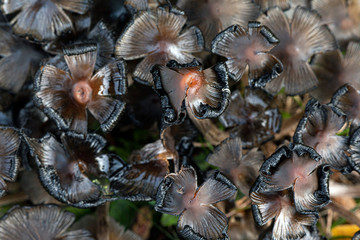 Black mushroom pattern, collapsed by time