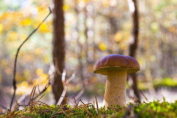 large porcini mushroom in wood