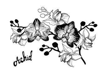 Black and white hand drawn sketch with spotty orchids flowers on white background and brush pen lettering calligraphy phrase. Can be used for printing on wrapping paper, greeting card, postcard. © Rina Ka