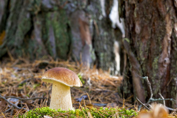 nice big porcini mushroom
