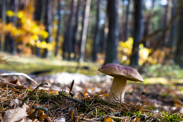 nice porcini mushroom in deciduous forest