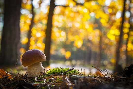 nice porcini mushroom in sunny wood