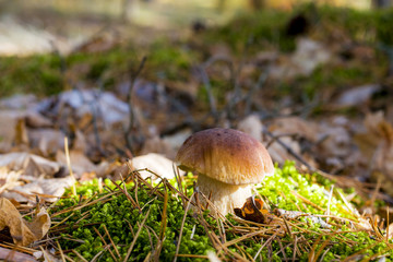 porcini mushroom in moss