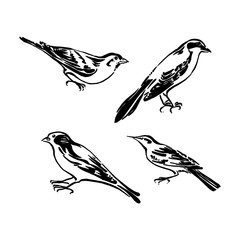 Wild birds collection. Vector animal illustration, hand drawn graphic silhouettes painted by ink, black isolated on white background
