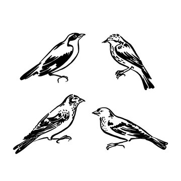 Wild birds collection. Vector animal illustration, hand drawn sketch silhouettes painted by ink, black isolated on white background