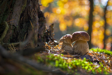 porcini mushrooms grows in wood